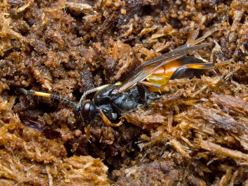 Ichneumon suspiciosus Wesmael, 1844